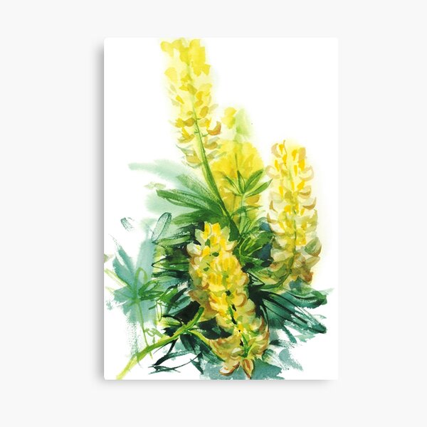 yellow lupines, watercolor sketch from nature Canvas Print