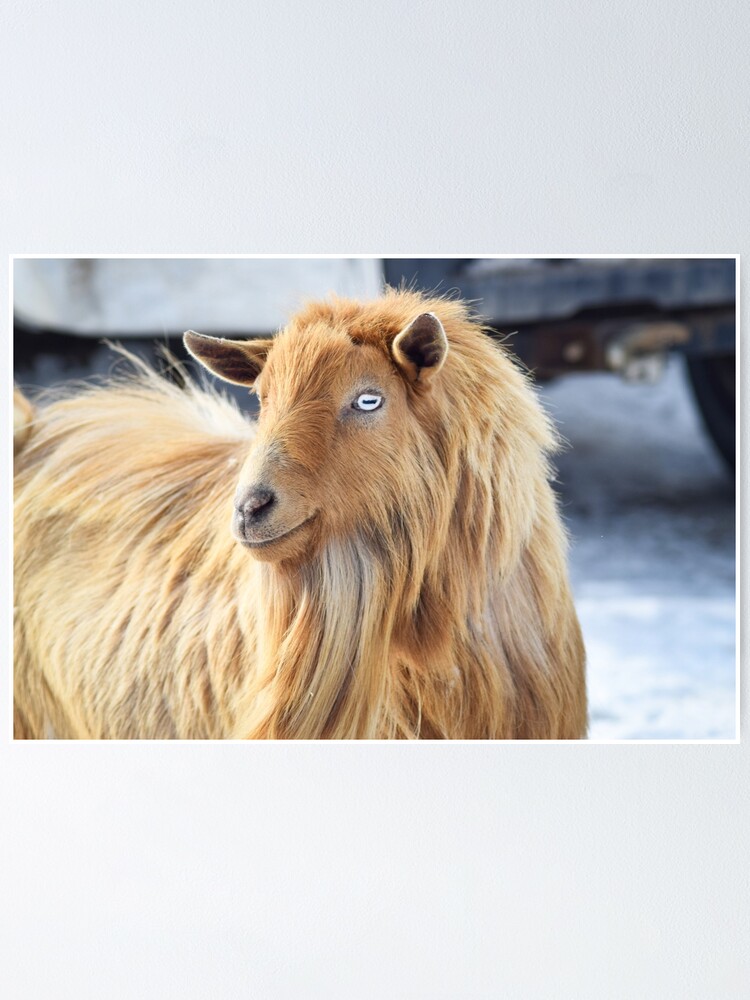 Majestic Long Haired Male Pygmy Goat With Beautiful Eyes