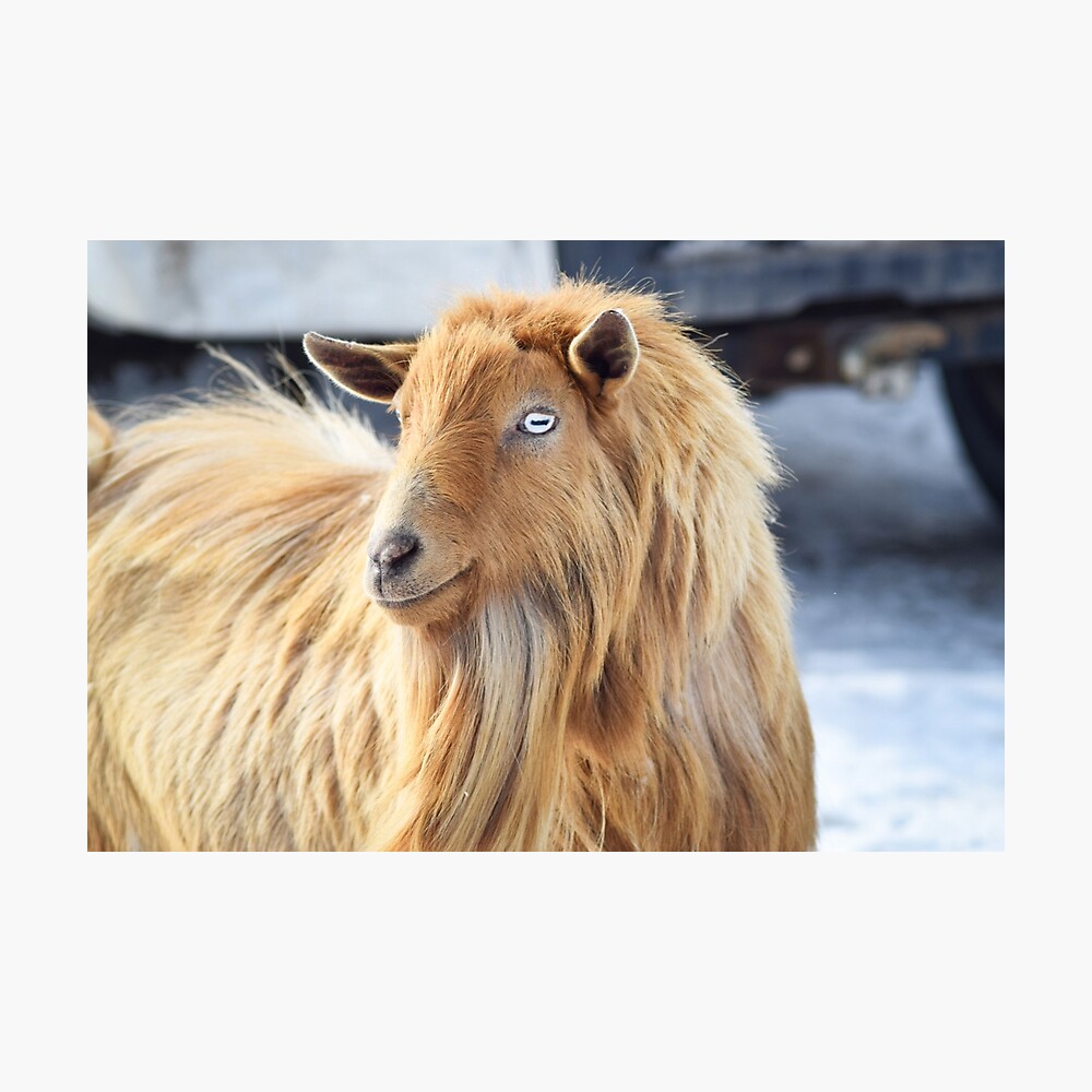 Brown Long Hair Goat | Copyright-free photo (by M. Vorel) | LibreShot