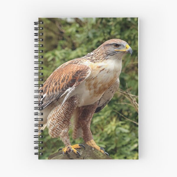 Artikelvorschau, Eisenhaltiger Falke {Buteo Regalis} entworfen und verkauft von Philip Butler.