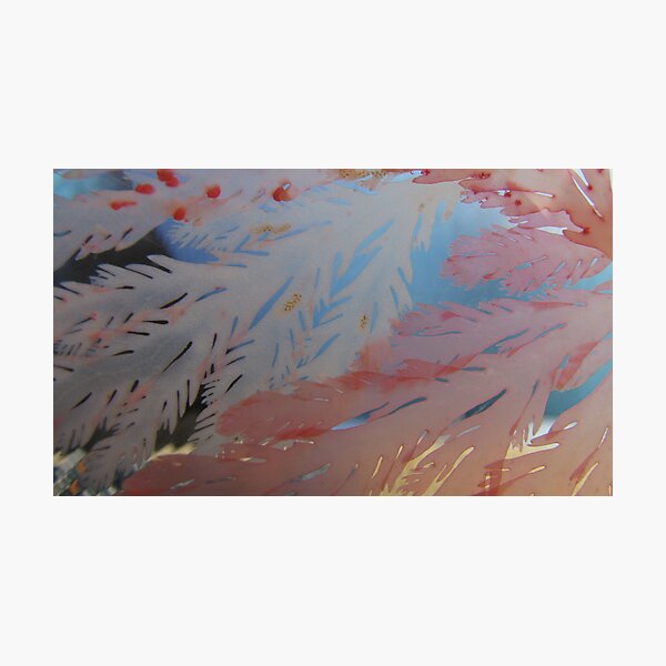 pink weed Photographic Print