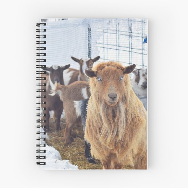 Item preview, Majestic Long Haired Male Pygmy Goat And His Herd Of Females designed and sold by crazycow75.