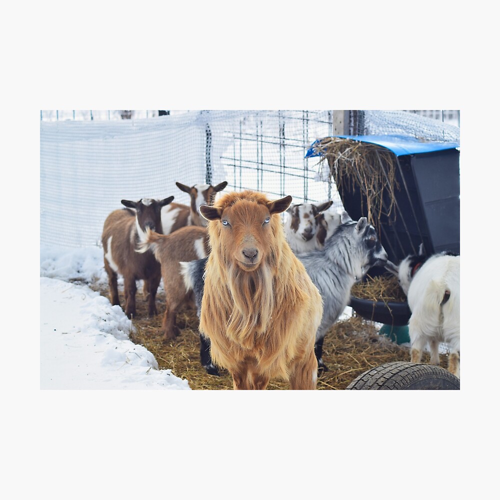 Majestic Long Haired Male Pygmy Goat And His Herd Of Females Majestic Long Haired Male Pygmy Goat And His Herd Of Females