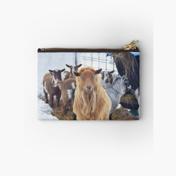 Item preview, Majestic Long Haired Male Pygmy Goat And His Herd Of Females designed and sold by crazycow75.