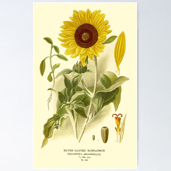 Item preview, Vintage Sunflower designed and sold by Sintija BILIKA.