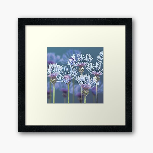 Centaurea Framed Art Print