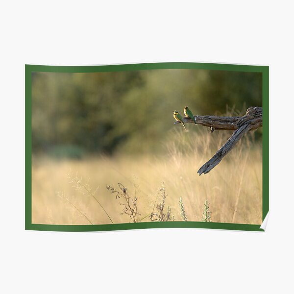 Little bee-eaters Poster