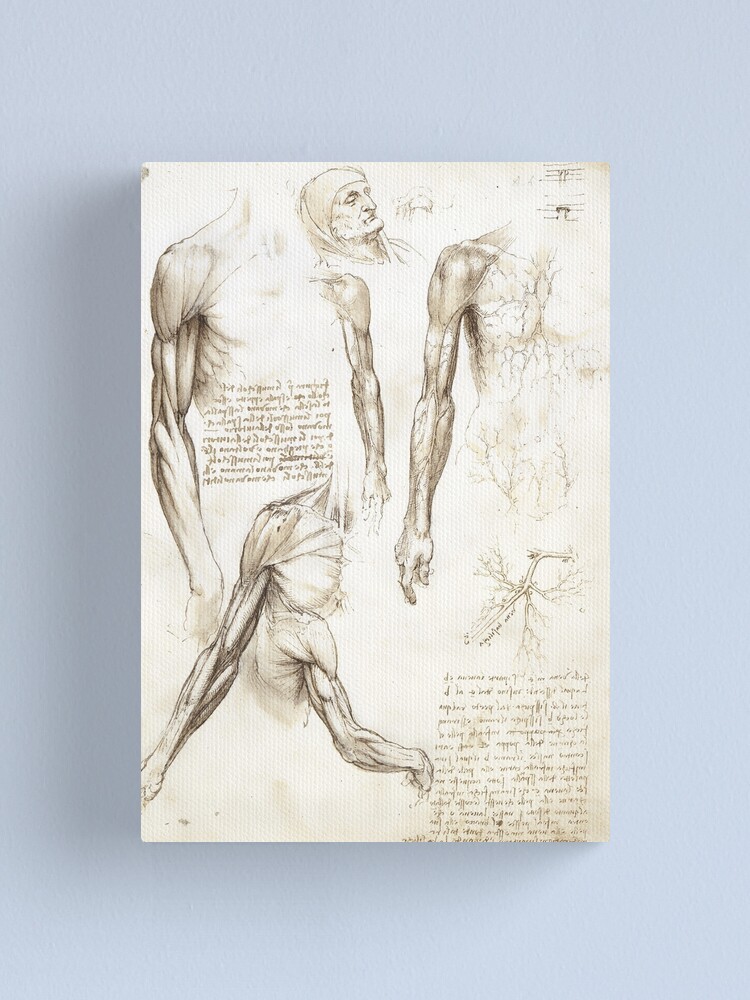 "Leonardo da Vinci Medical Drawing" Canvas Print for Sale by spameris86