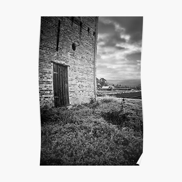 Chicory Kiln Poster