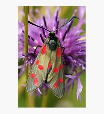 Six Spot Burnet Moth Photographic Print