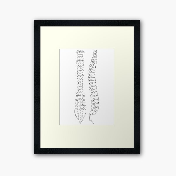 Vertebral Column Framed Art Print