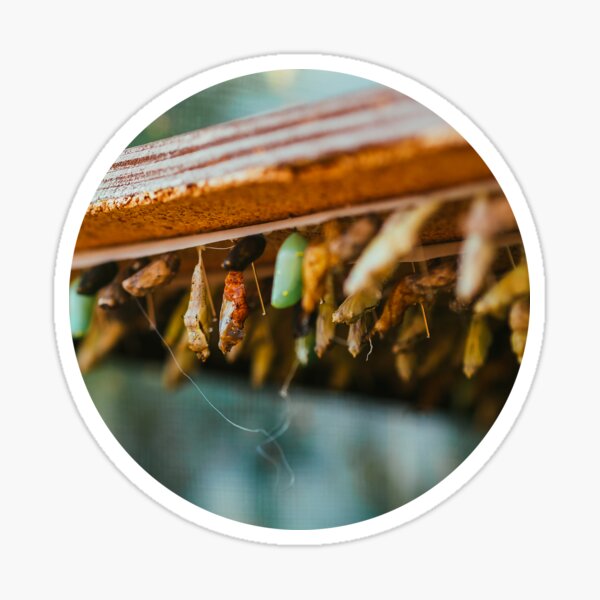 Butterfly Metamorphosis Photograph Sticker