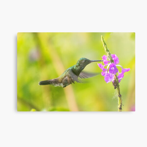 Nature's bird feeder Metal Print