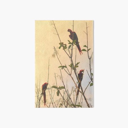 Three in a Tree Art Board Print
