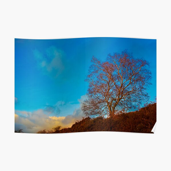 Solitary tree Poster