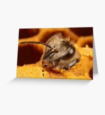bee hatching x3 Greeting Card