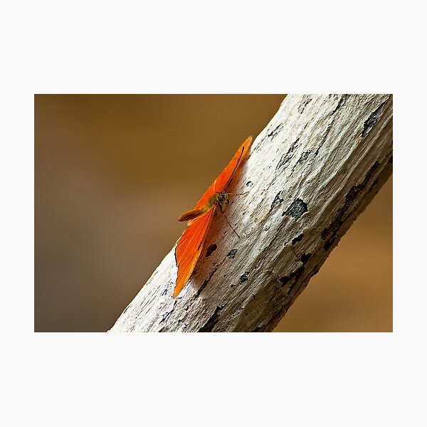 Butterfly on bark Photographic Print