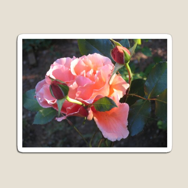 At Morning's Light Magnet