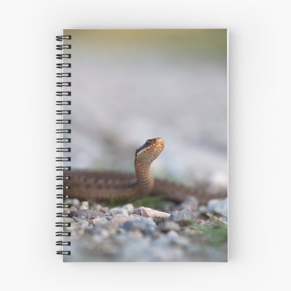 Item preview, vipera berus designed and sold by codaimages.