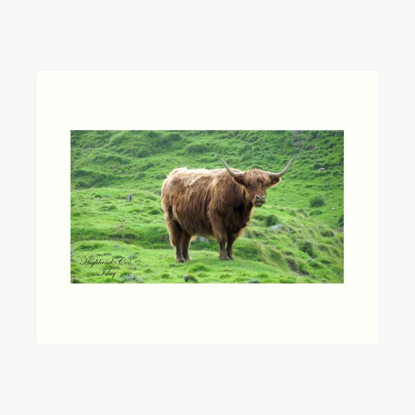 Highland Coo Art Print