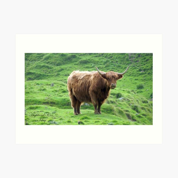 Highland Coo Art Print