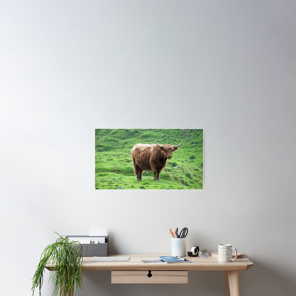 Highland Coo Poster