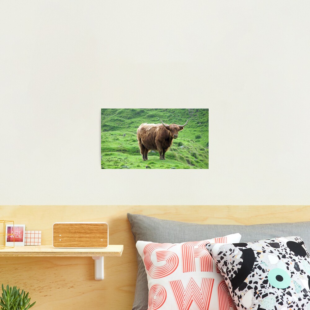 Highland Coo Photographic Print