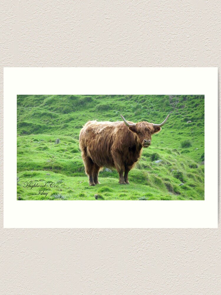 Alternate view of Highland Coo Art Print