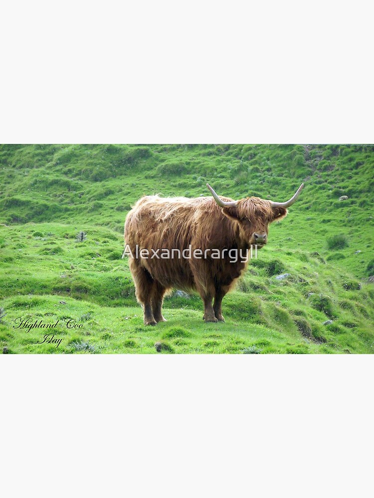 Highland Coo by Alexanderargyll