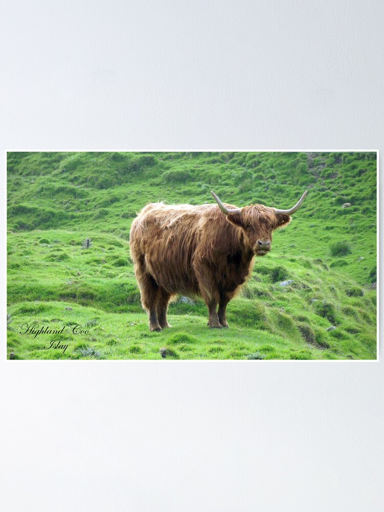 Alternate view of Highland Coo Poster