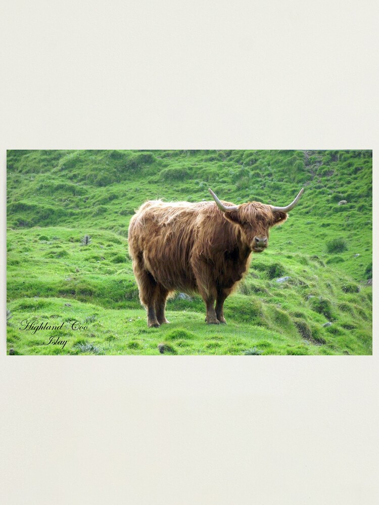 Alternate view of Highland Coo Photographic Print