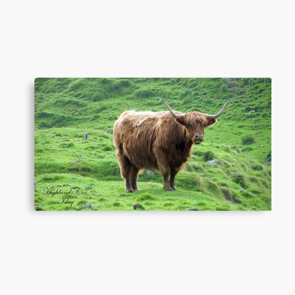 Highland Coo Canvas Print