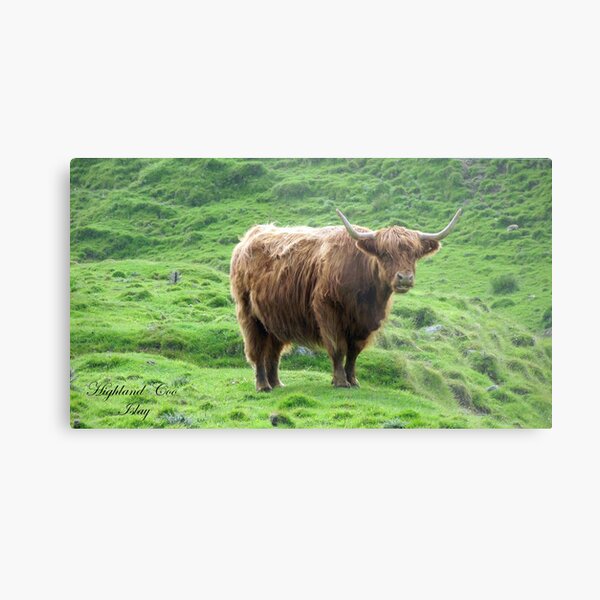 Highland Coo Metal Print