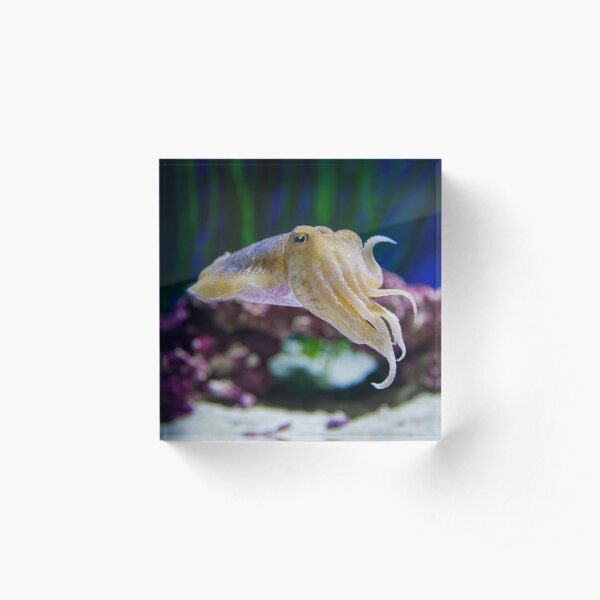 Cuttlefish Shrug Acrylic Block
