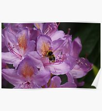 Tissue Paper Petals Poster