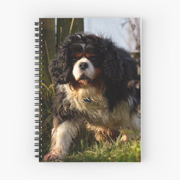 Item preview, Cavalier King Charles Spaniel out walking designed and sold by Violaman.