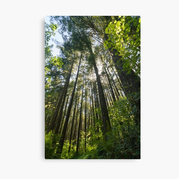 Item preview, Salal Trail - Green Timbers Urban Forest designed and sold by John-Frum.