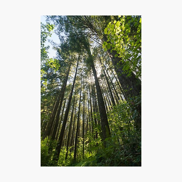 Item preview, Salal Trail - Green Timbers Urban Forest designed and sold by John-Frum.