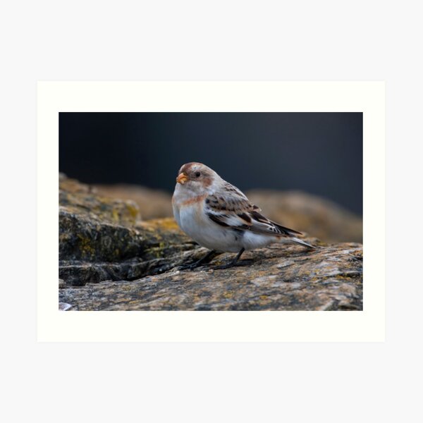 Snow Bunting Art Print