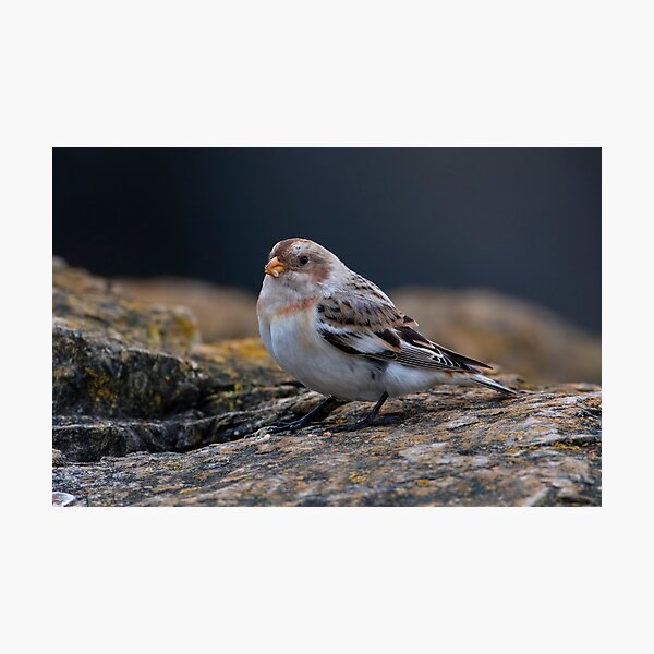 Snow Bunting Photographic Print