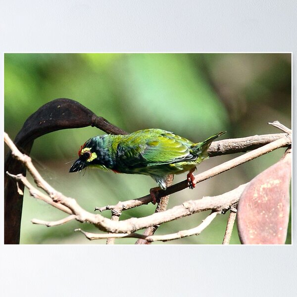 Item preview, A Coppersmith Barbet. designed and sold by debjyotinayak.
