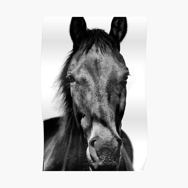 Black Beauty Poster