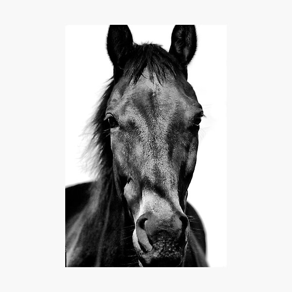 Item preview, Black Beauty designed and sold by Kimberly Palmer.