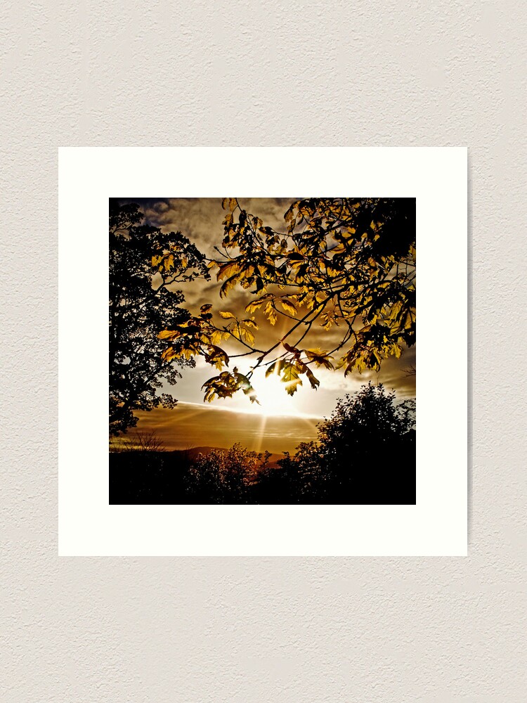 Thumbnail 1 of 3, Art Print, Scottish Spring sunset: new leaves designed and sold by Coigach.
