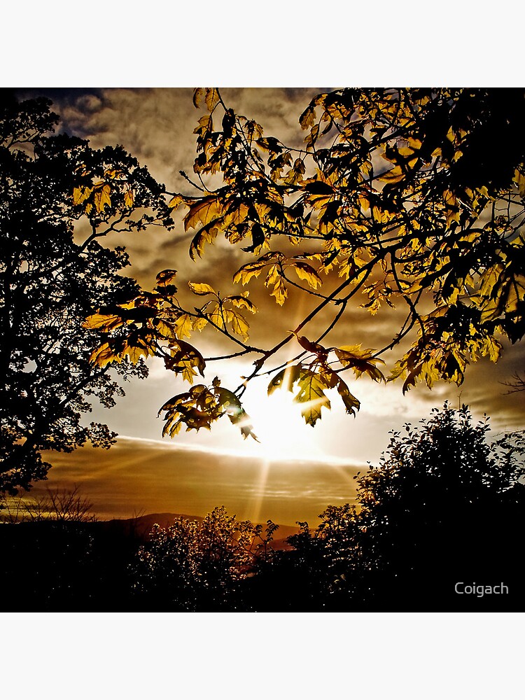 Thumbnail 3 of 3, Art Print, Scottish Spring sunset: new leaves designed and sold by Coigach.