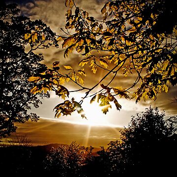 Artwork thumbnail, Scottish Spring sunset: new leaves by Coigach
