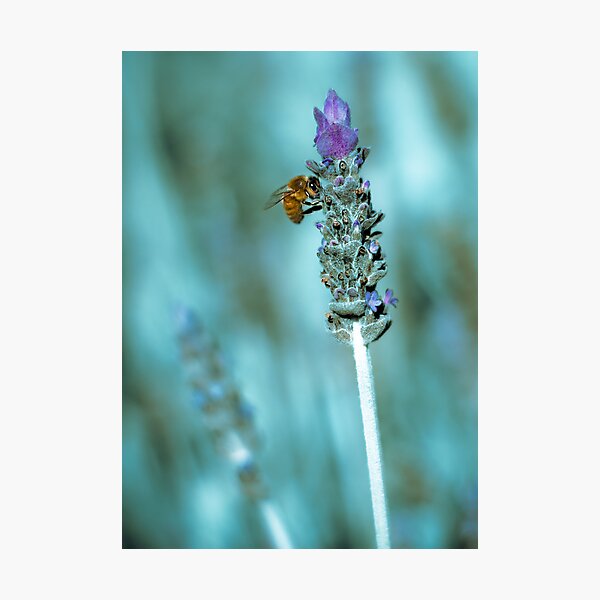 ...lavender blue... Photographic Print