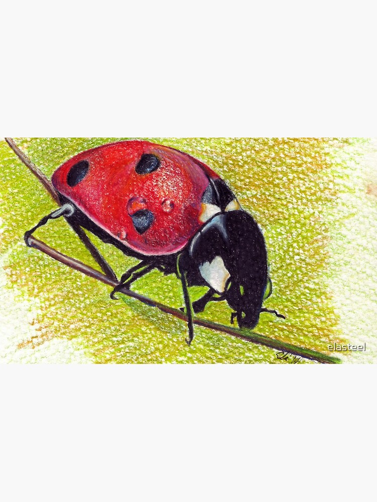 "Ladybug - Realistic Art Drawing by Ela Steel" Mug by elasteel | Redbubble