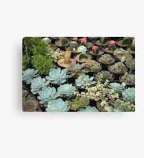 cactus Canvas Print