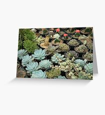 cactus Greeting Card